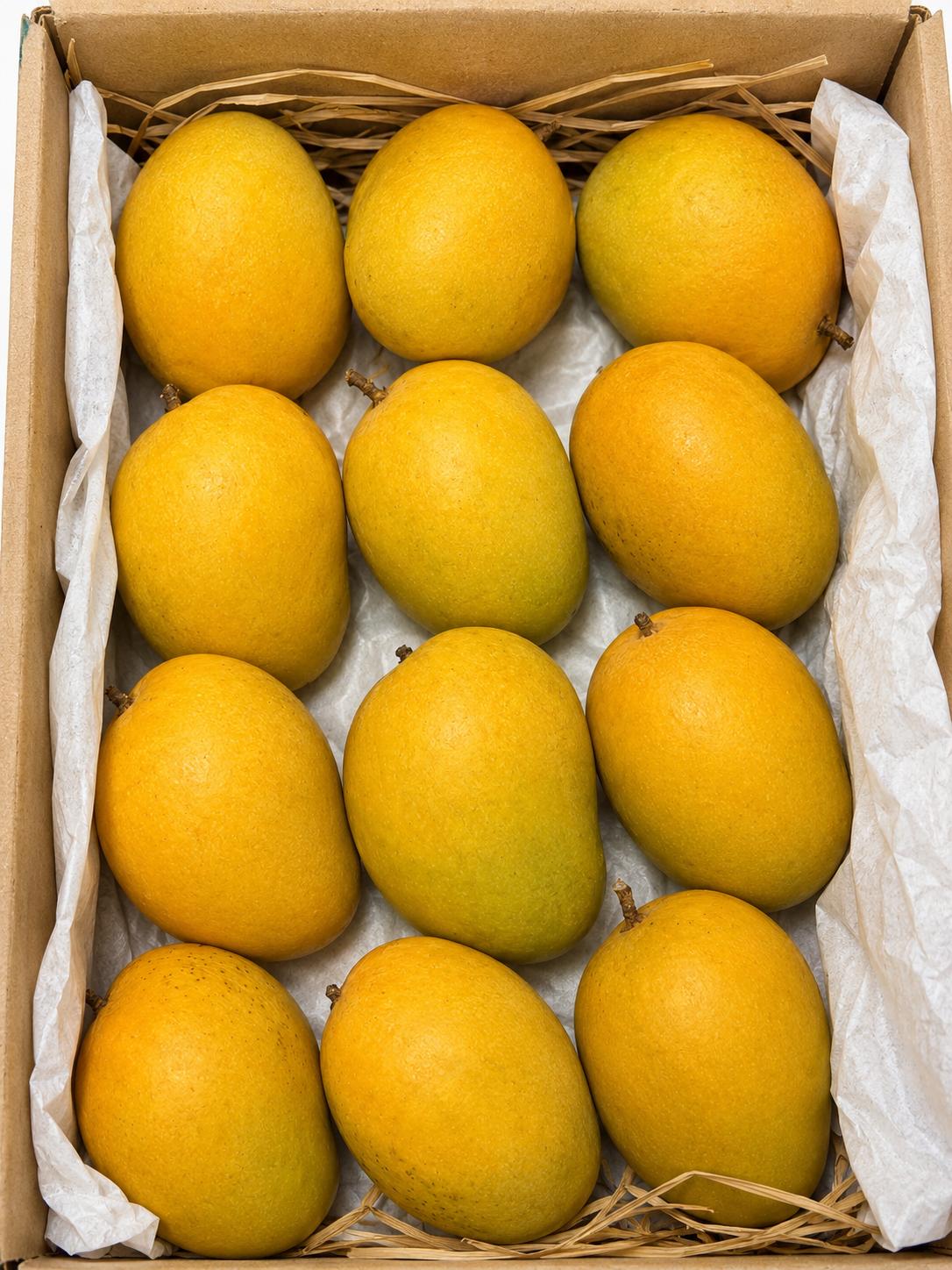 One dozen Alphonso mangoes arranged in a box